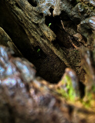 close up of fallen tree