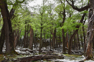 Natural Resource Forest Trees