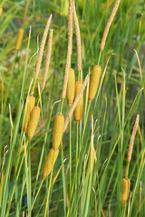 Field of slender reed mace (Typha laxmanii)