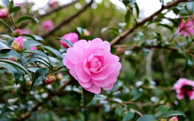 ピンクのサザンカの花　秋の公園　風景