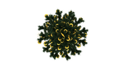 Christmas Tree isolated on white background