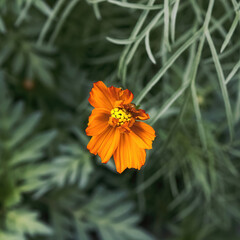 Single Orange Diasy in the Garden