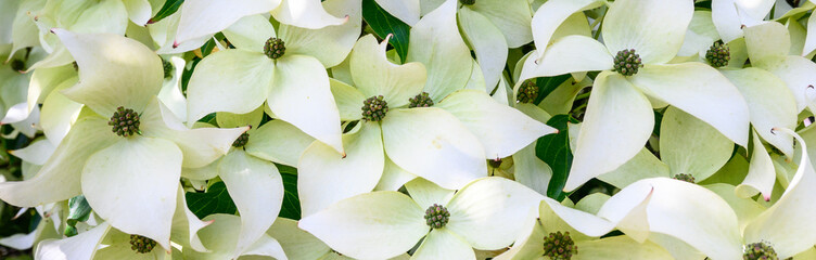 Abundance of white flowers blooming on a dogwood tree, as a nature background
