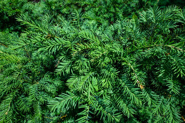 Closeup of fresh green growth on an evergreen tree, as a nature background
