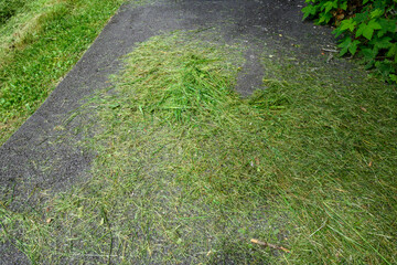 Freshly cut tall grass of drainage ditch laying on asphalt walkway, ready for cleanup
