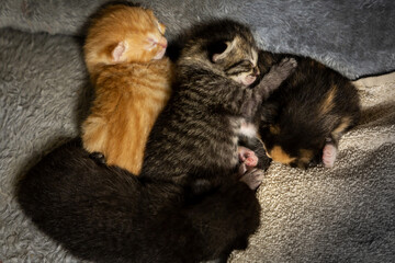 Newborn kitten litter