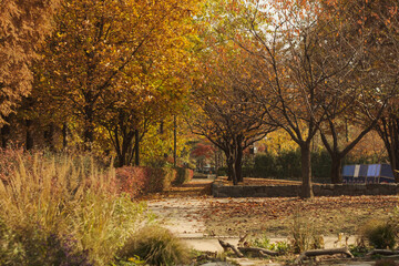 autumn in the park