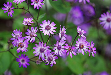 Obraz premium Purple aster - California