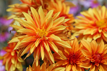 Fototapeta premium Orange dahlia - California