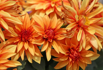 Orange dahlia flowers - California