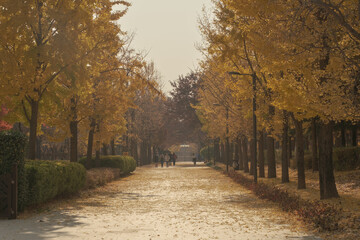 path in autumn
