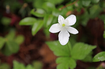 White anemone - California