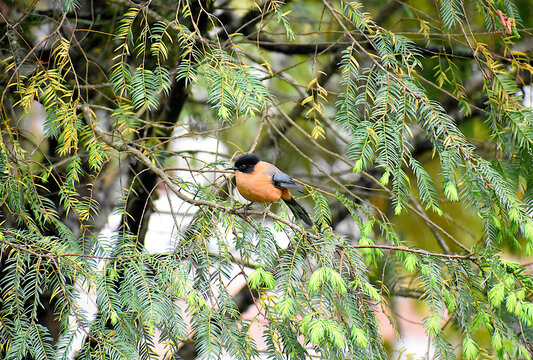 Rufous Sibia