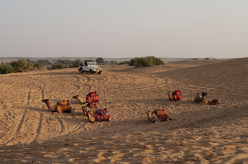 Dromedary, dromedary camel, Arabian camel, or one-humped camels are used for camel riding,...