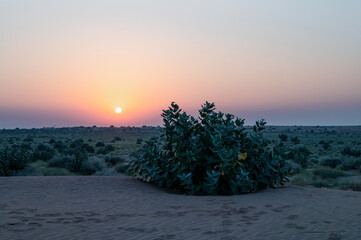 Sun rising at the horizon of Thar desert, Rajasthan, India. Tourists from across India visits to watch desert sun rise. Akondo, Calotropis gigantea, the crown flower shrub has grown in desert.