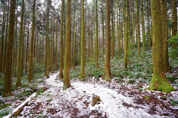mossy cedar woods and snowy path