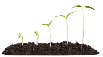 sequence from seedling to baby plant