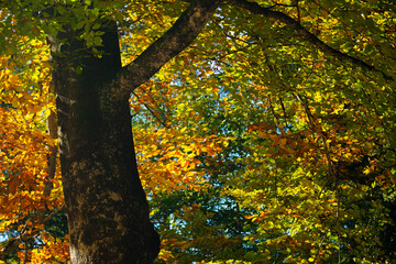 Germany, Neuschwanstein Castle, autumn, maples, forest trail, maple forest trail