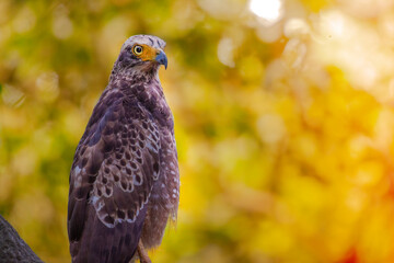 crested serpent eagle