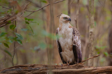 crested hawk eagle