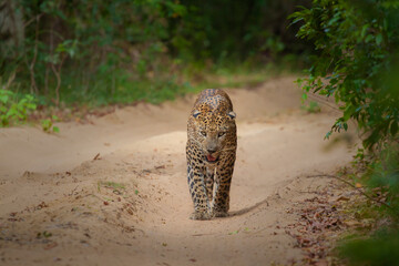 Sri lankan leopard © omindu