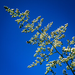 Blue sky and flower buds in the tree branch
