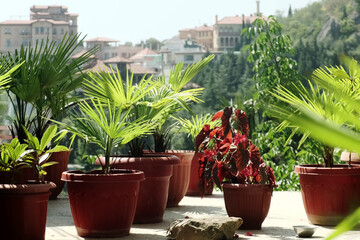 Pots with flowers and palm trees in the yard on a sunny summer day