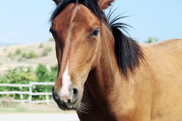 Obraz na płótnie Canvas Close-up of a beautiful brown horse in a mountain pasture