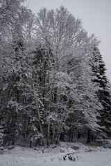 Snow storm in forest