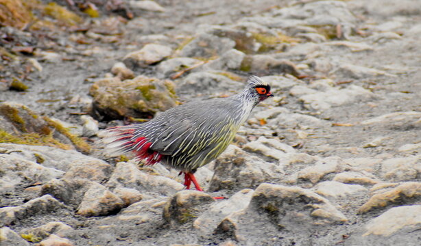 Blood Pheasant