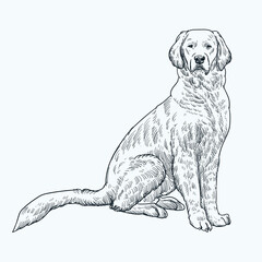 Vintage hand drawn golden retriever dog sit - obrazy, fototapety, plakaty