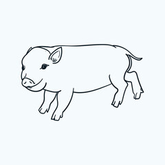 Vintage hand drawn baby piglet