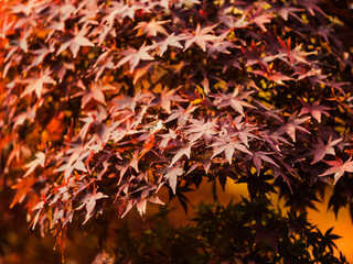 【秋】紅葉した楓の葉
