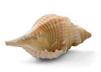 Conch Shell