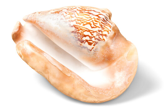 Sea shell on white background