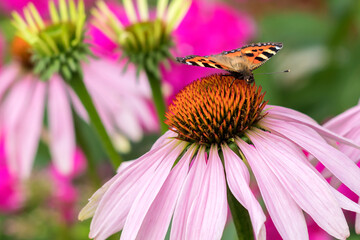 On the inflorescence of the purple echinacea flower sits a diurnal butterfly urticaria.