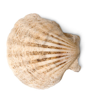 Sea shell on white background