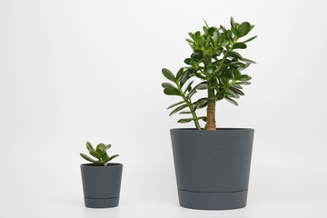 two plants of crassula ovata or money or jade tree in pots different sizes on a white background