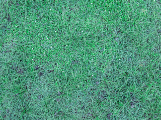 Shot from a high angle, the green lawn has a few grass flowers and the soil emerges.