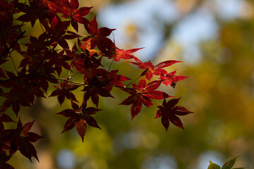 真っ赤な楓