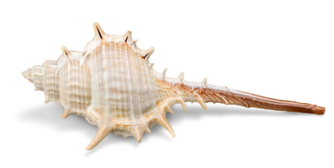 Conch Shell Isolated