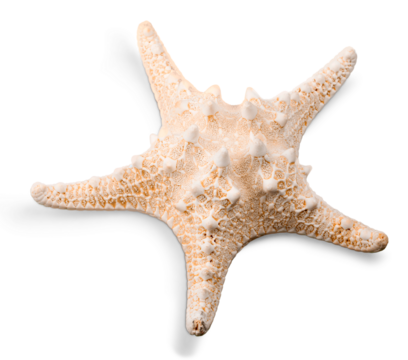 Beauty sea starfish