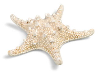Starfish Decorations or ocean mollusk. Underwater life