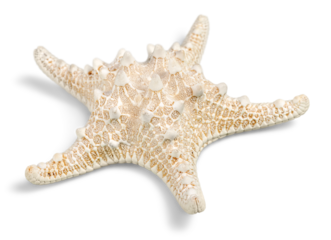 Starfish Decorations or ocean mollusk. Underwater life
