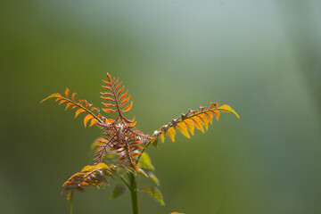 The tree is scrambling for new branches.