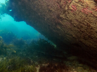 Scuba diving NZ Wellington Wreck