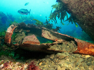 Naklejka na ściany i meble Scuba diving NZ Wellington Wreck