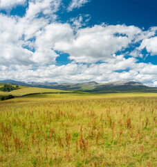 Obraz premium Scottish Highland summer meadows,in remote area,along North Coast 500 route,within tranquil,rural landscape,Sutherland,Lairg,Scotland,UK