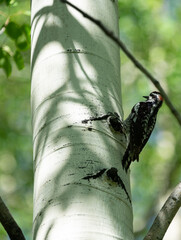 Red-naped sapsucker on an aspen
