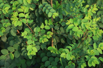 Breynia plant closeup background
